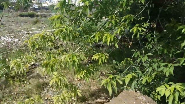 Строю дом своими руками в окружении свалок мусора и отходов. Строительство дома из арболита. смотреть онлайн