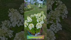"Даймонд Руж" Гортензия Метельчатая