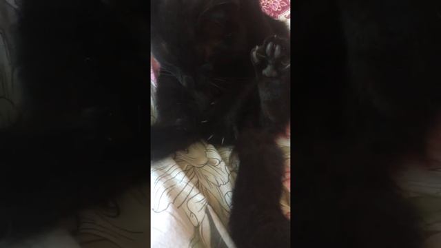 Кот удовлетворяет сам себя смотреть онлайн