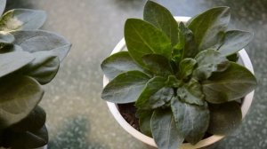 Рассада ампельной петунии из своих семян