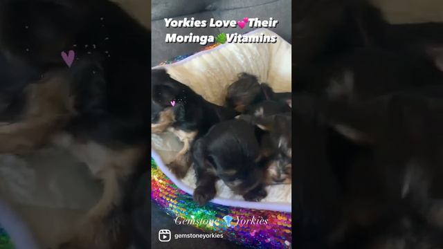 YORKIE PUPPY💕LOVE THEIR MORINGA 🌿VITAMINS