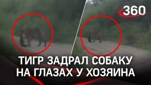 Тигр-убийца утащил собаку в тайгу. Жители поселка Раздольное боятся выходить из домов