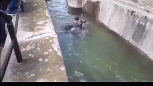 В зоопарке Варшавы пьяный парень залез в вольер к медведям и чудом выжил