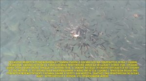 Скумбрия пряного посола. Как засолить скумбрию, селедку или салаку в домашних условиях