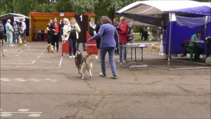 Сибирский хаски, выставка собак в Великом Новгороде 19 июня 2022