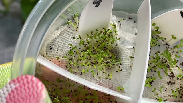 ЛЁГКИЙ ПУТЬ ПРОРАЩИВАНИЯ СЕМЯН, БЫСТРЕЕ ЧЕМ КОГДА-ЛИБО !!! смотреть онлайн