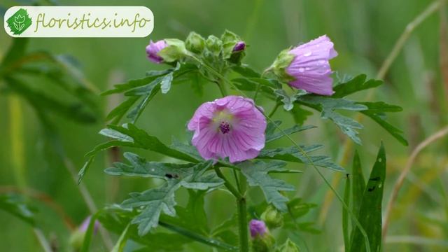 ? Выращивание мальвы из семян: посев мальвы на рассаду и в грунт смотреть онлайн