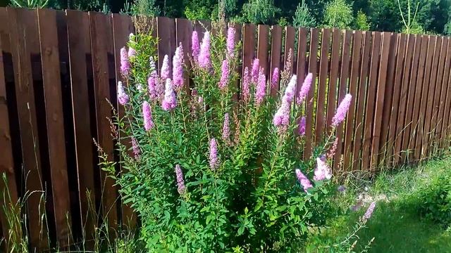 СПИРЕЯ/ЯПОНСКАЯ И ИВОЛИСТНАЯ/ДЕКОРАТИВНЫЙ КУСТАРНИК