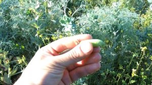 ЧТО ДЕЛАТЬ С СИДЕРАТАМИ ПОЗДНЕЙ ОСЕНЬЮ / ПОВЫШАЕМ УРОЖАЙНОСТЬ ПОЧВЫ В РАЗЫ