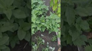 Поросль малины и высокий сорняк уничтожит Плоскорез-коса.
