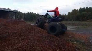 По шелухе от кедровой шишки