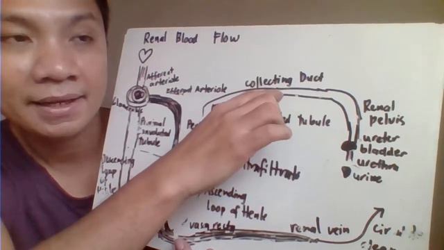 RENAL FUNCTION PART 3 смотреть онлайн