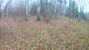 #Золотая_Осень .Коп монет и старины.Поиск с ТХ-850 металлодетектором.