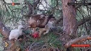Маленький орёл в Испании.Кормление птенцов