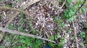 РЯДОВКА МАЙСКАЯ ХОТЬ КОСОЙ КОСИ.