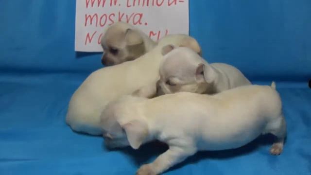 Чихуахуа щенки супер-мини смотреть онлайн
