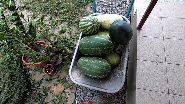 осветление грозди + арбузы смотреть онлайн