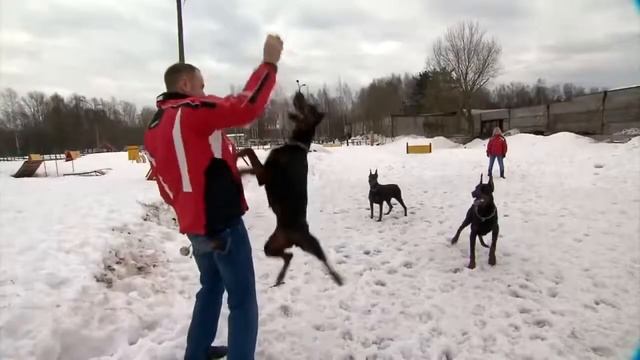 Как научиться понимать шарпея смотреть онлайн