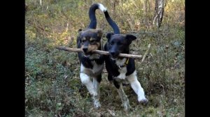 Fryd & Quattro- Alaska Husky Puppies