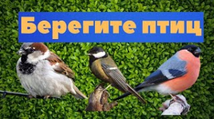 Птицы в саду, зачем их нужно беречь и кормить