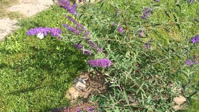 Буддлея Давида на ножке. Загородная жизнь, смотреть онлайн