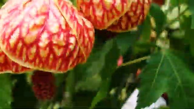 АБУТИЛОН Комнатный клён смотреть онлайн