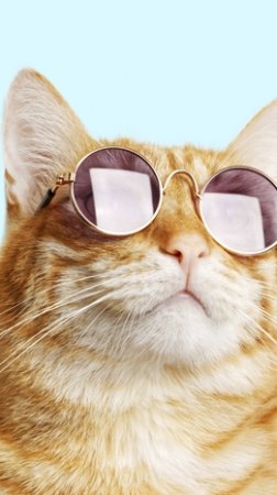 крутой кот в очках