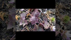 Цветение печеночниц под Питером. Весна 2024