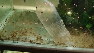 Как быстро почистить аквариум с мальками.