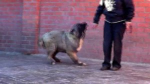 ЩЕНОК КАВКАЗСКОЙ ОВЧАРКИ 6 МЕС. ДЕВОЧКА www.r-risk.ru +7 9262205603 ТАТЬЯНА ЯГОДКИНА