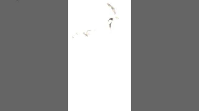 Recording with Amp1 Pedal Board смотреть онлайн