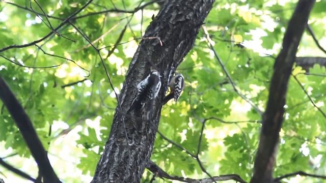 Семья среднего дятла смотреть онлайн