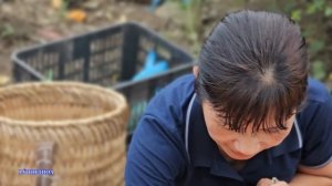 Single mother - Harvesting chayote and selling it - happy life with father and son - LyThiThoa