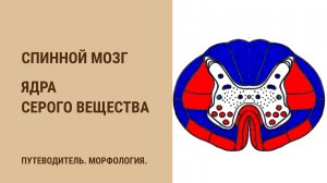 Спинной мозг. Ядра серого вещества