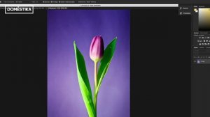 Introducción a Adobe Photoshop – Domestika Basics