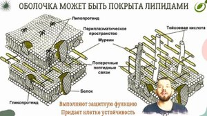 Л.16 | ЯДРО | ПРОКАРИОТНАЯ КЛЕТКА | ОБЩАЯ БИОЛОГИЯ ЕГЭ