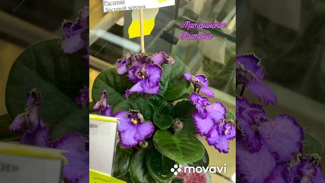 🪴🌿🌱Рассадка малышей🌱🌿🪴🫧от листика до детки🫧 #фиалки #сенполия #africanviolet 🫧 смотреть онлайн