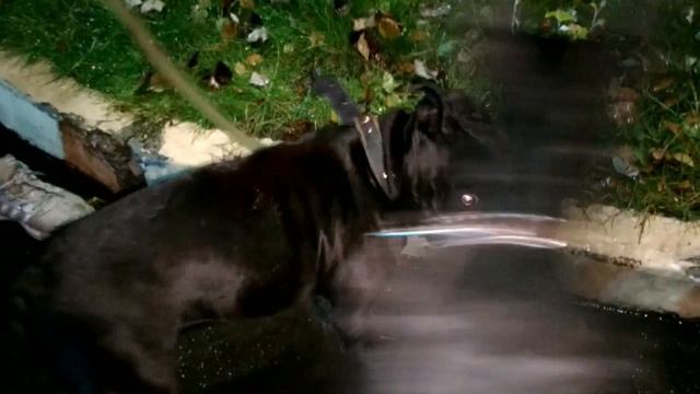 Первая встреча французских бульдогов! Марк и Фрося❤❤❤ смотреть онлайн