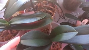 САМЫЕ РЕДКИЕ ОРХИДЕИ БАБОЧКИ ТЕПЕРЬ В МОЕЙ КОЛЛЕКЦИИ! ?