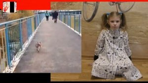 Кошки против собак | Кошка или собака для ребенка в квартире | Кошка или собака кого выбрать?