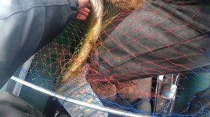 ловля щуки на спиннинг  перед запретом, ZipBaits Rigge 90F, участие в съёмках ТВ передачи "2 кадра"