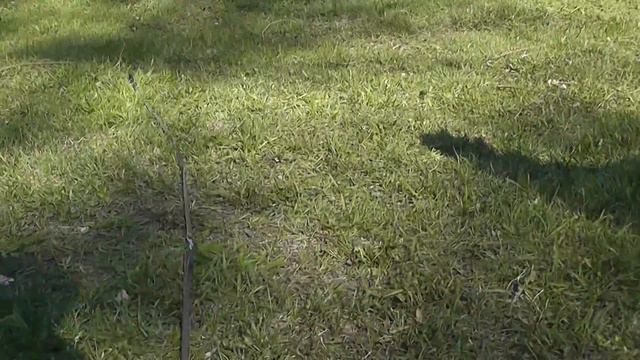 Пинчер Заветная Страсть Белая магия смотреть онлайн