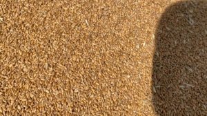 Экспортируют такое зерно Пшеницы Украина//Купить пшеницу урожай 2023 года