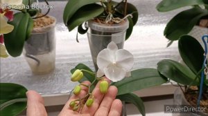 Орхидеи на южном окне?Подсветка для орхидей! ?