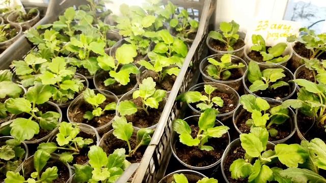 ЧАСТЬ 2. ХРИЗАНТЕМА. ПРОДАЖА.НОВЫЕ СОРТА СЕЗОНА 2023. ПРОДОЛЖАЮ ЗНАКОМСТВО С МОРОЗОСТОЙКИМИ СОРТАМИ