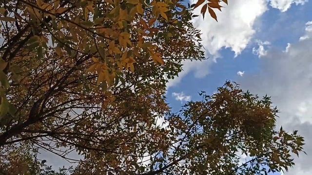 Тепло в Ростове, +26/ Урожай боярышника/ Гуляю по новой дороге в Левенцовке смотреть онлайн