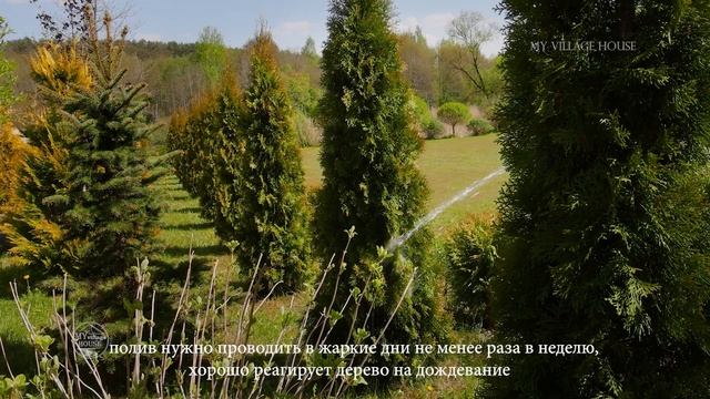 МОЙ САД. Подкормка ТУЙ смотреть онлайн