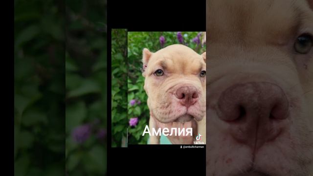 американские булли. ищут лучших мам-пап смотреть онлайн