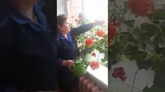 Мастер – класс «Уход за комнатными растениями»