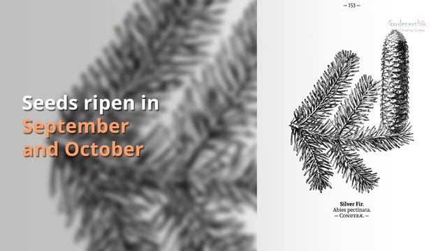 Abies alba Growing Guide смотреть онлайн